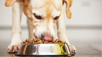A close-up picture of a golden retriever eating their food from a bowl on the floor.