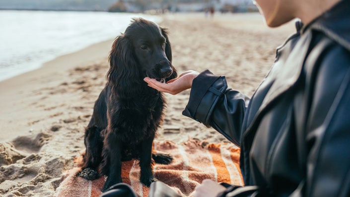 person feeding dog a treat on beach