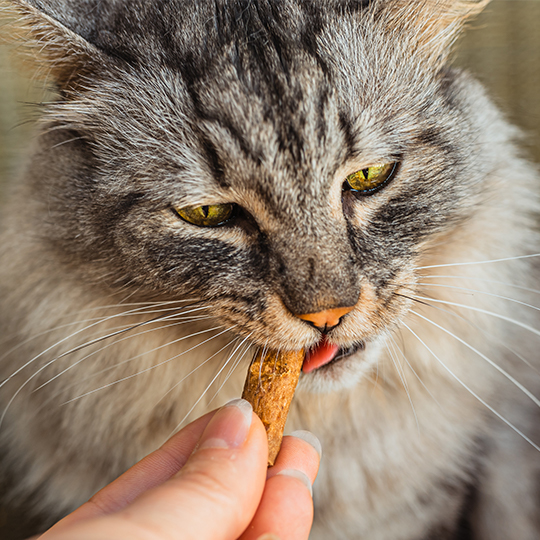 cat eating a treat