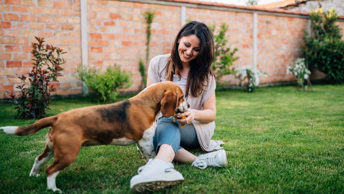 c30 beagle and woman