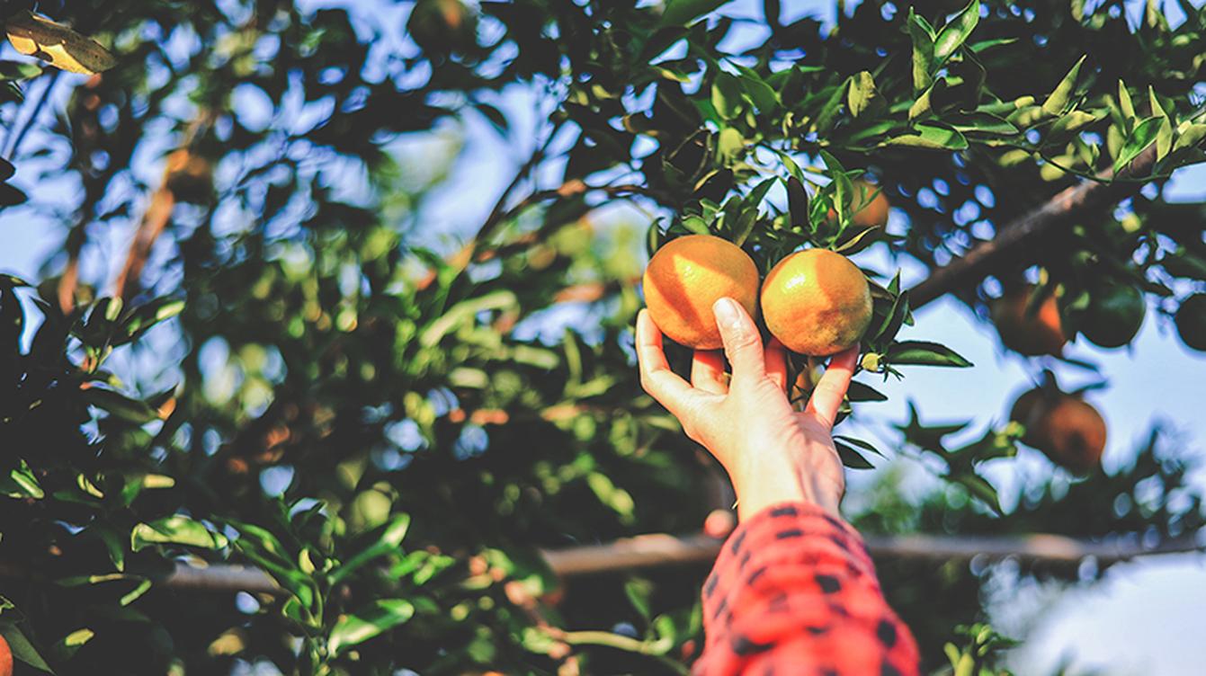 hand picking fresh oranges from a tree