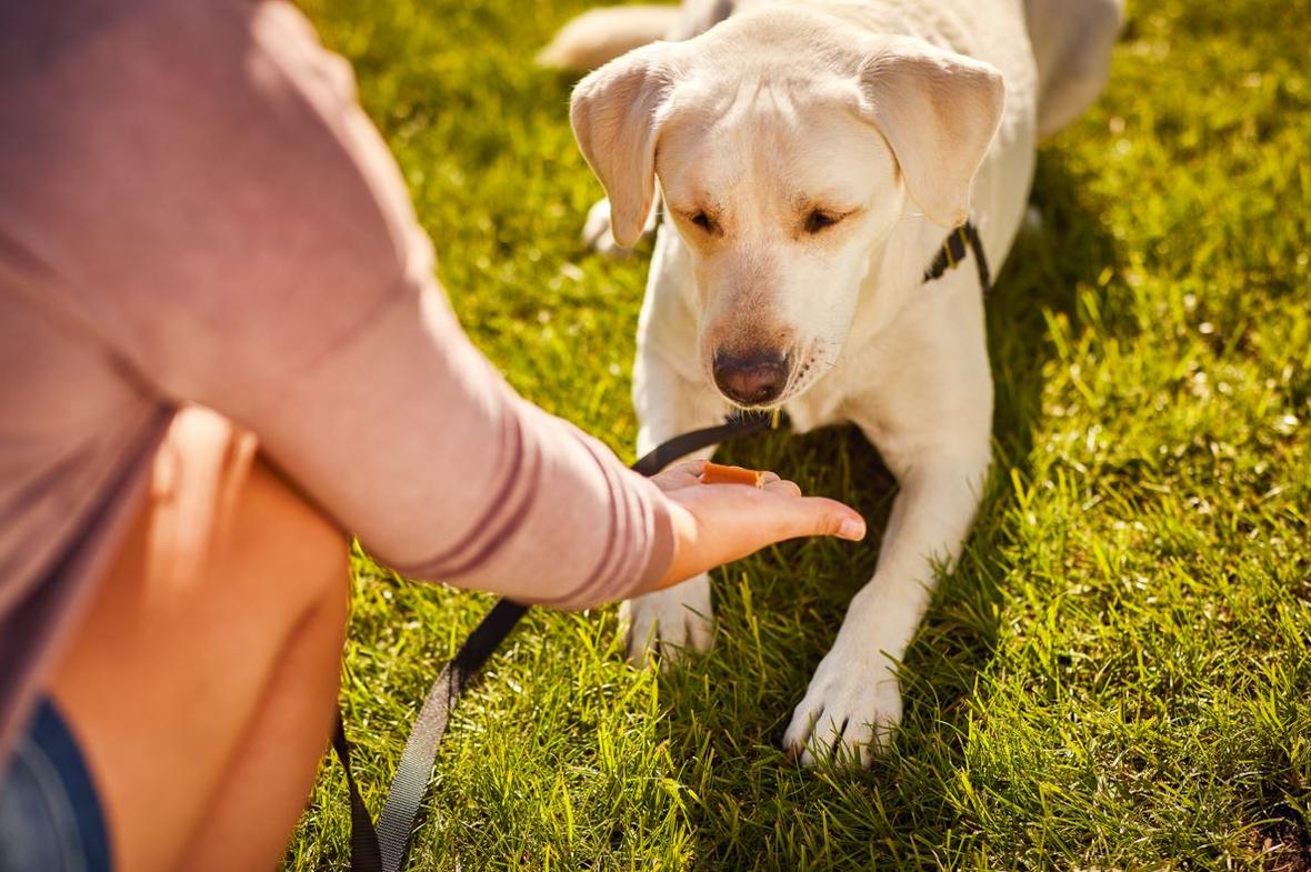 Dog sits in grass and stares at a treat in owners hand on sunny day