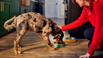 A photo of a dog eating out of its food bowl as its owner pets its head.