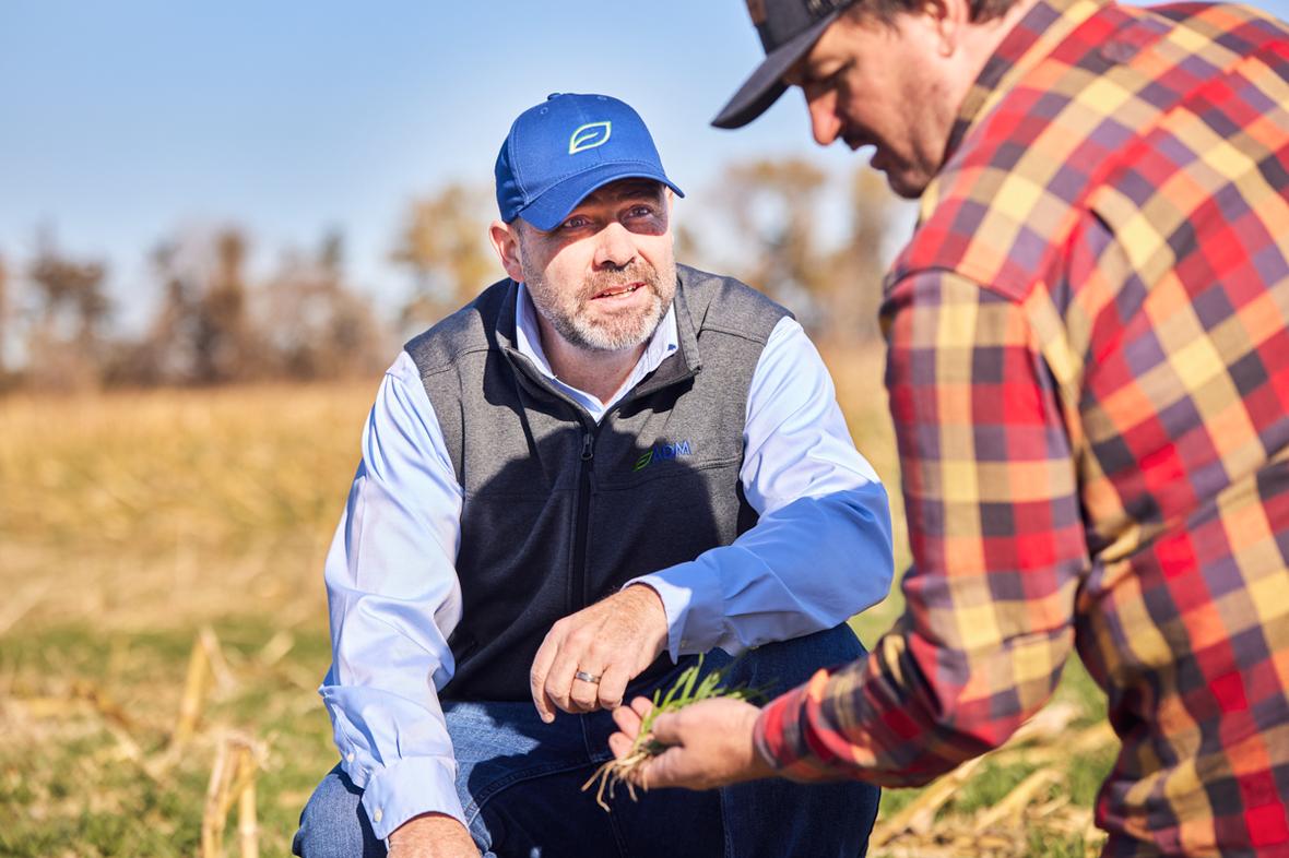 Man wearing ADM hat looks towards another man holding rye cover crop in hand outdoors Norfolk Beef Feedlot