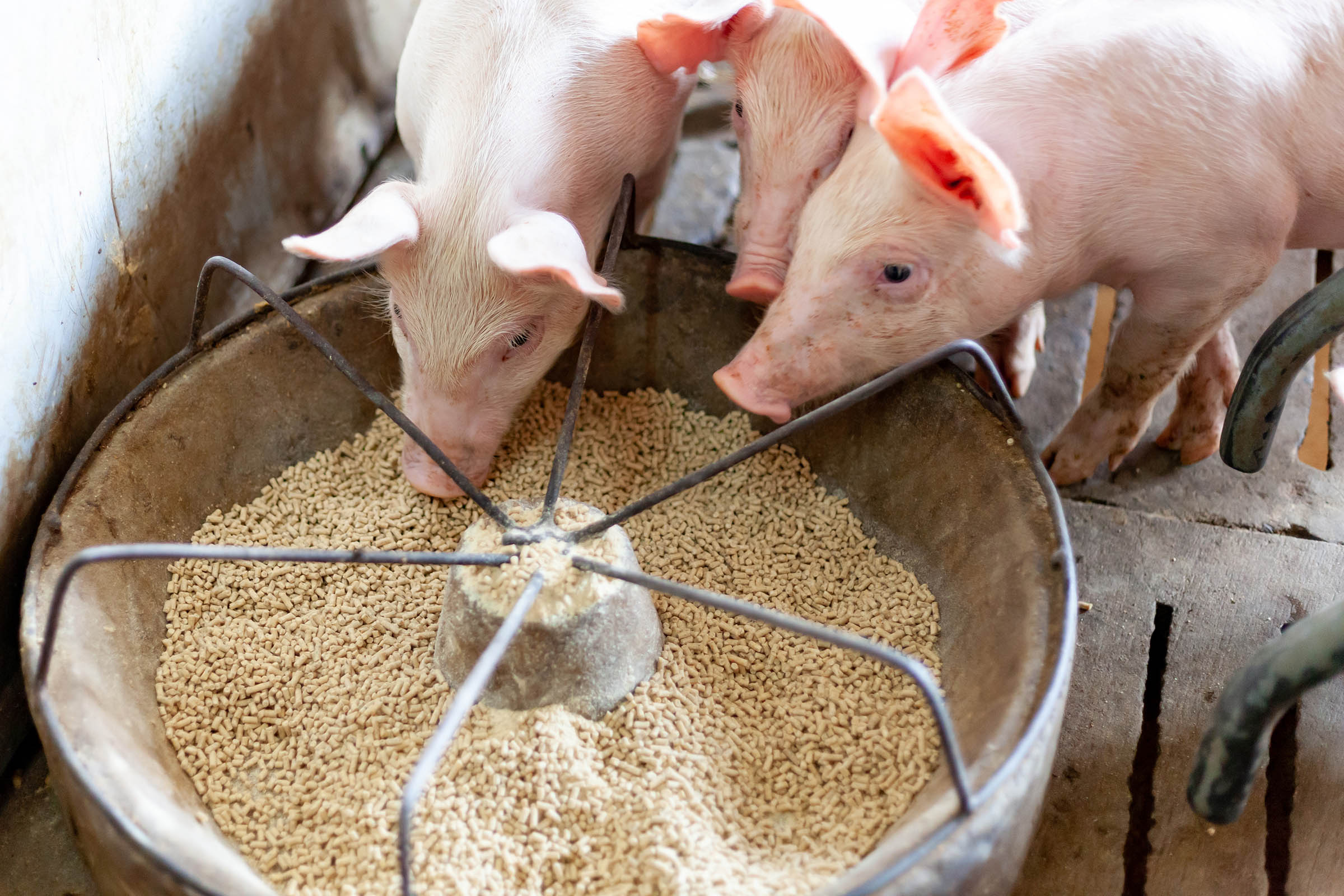 Precise and Responsible Animal Feeding