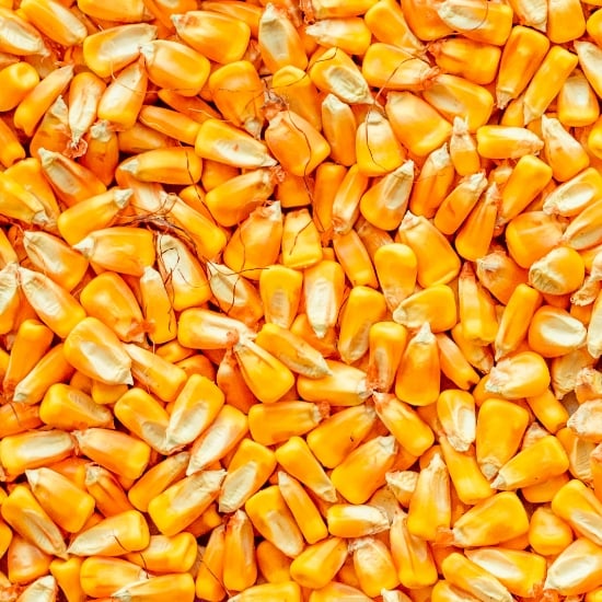 Pattern image of corn kernels