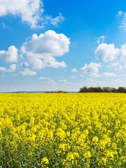 Sunny photo of a field with Rapeseed