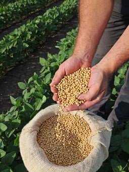 Photo of two hands in a field holding soy