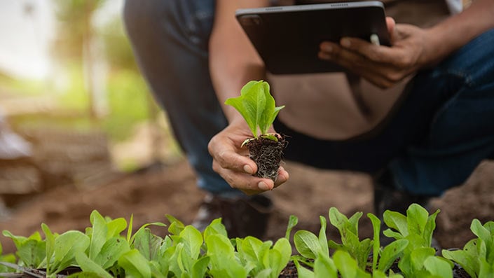 An image of grower planting a seedling while holding a tablet.