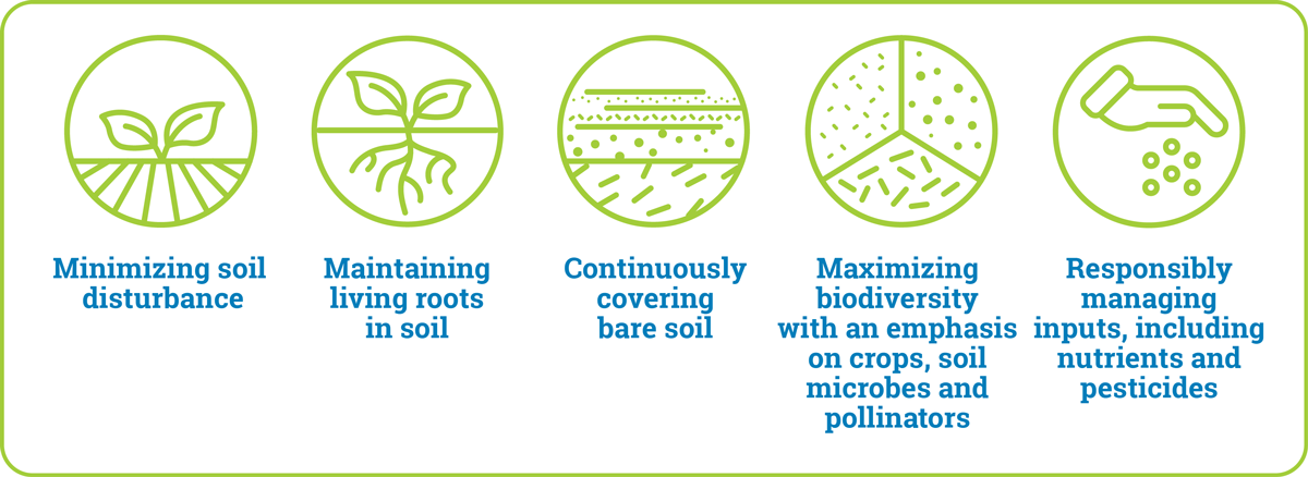 An infographic with green icons and text describing the goals of regenerative agriculture: Minimizing soil disturbance; Maintaining living roots in soil; Continuously covering bare soil; Maximizing biodiversity with an emphasis on crops, soil microbes and pollinators; Responsibly managing inputs, including nutrients and pesticides.