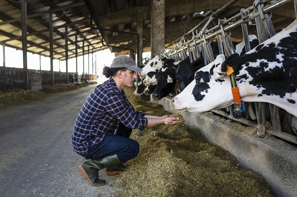 farmer feeding cattle-GettyImages-944687438.jpg